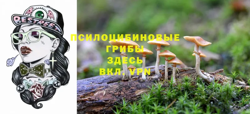 Псилоцибиновые грибы Cubensis  Киселёвск 